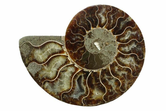 Cut & Polished Ammonite Fossil (Half) - Madagascar #354132